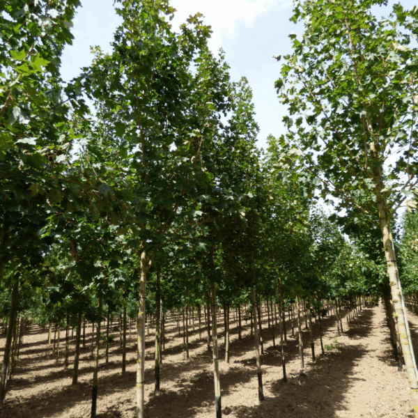 ACER platanoides – Image 8