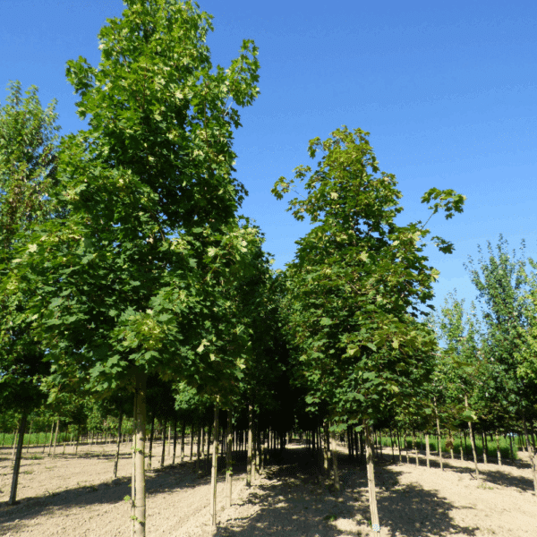 ACER platanoides – Image 7