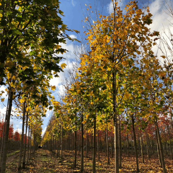 ACER platanoides – Image 3