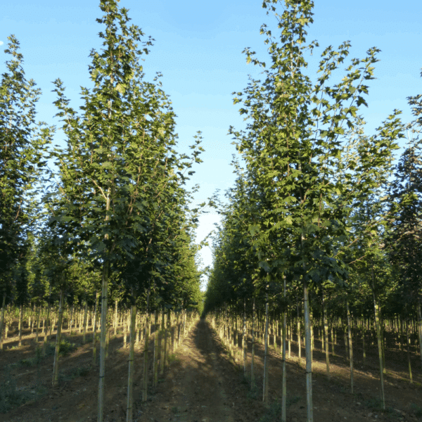 ACER platanoides – Image 6