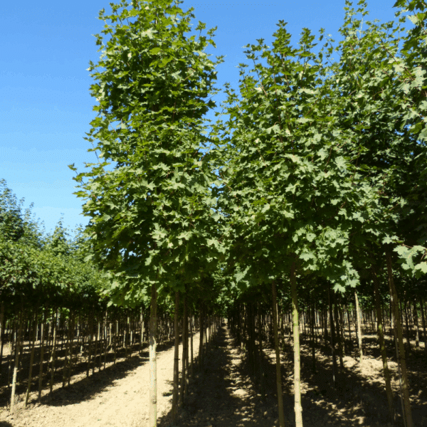 ACER platanoides 'Cleveland' – Image 2