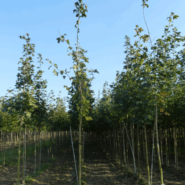 ACER platanoides 'Cleveland' – Image 3