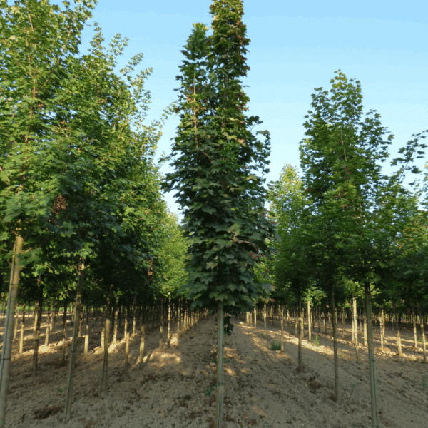 ACER platanoides 'Columnare' – Image 5
