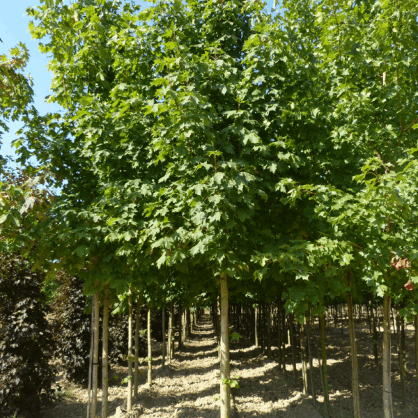 ACER platanoides 'Columnare' – Image 4