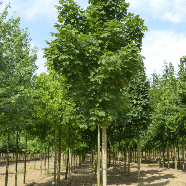 ACER platanoides 'Columnare' – Image 2