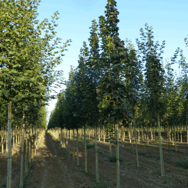 ACER platanoides 'Columnare' – Image 3