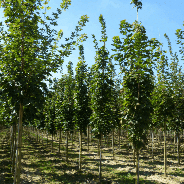 ACER platanoides 'Columnare' – Image 6