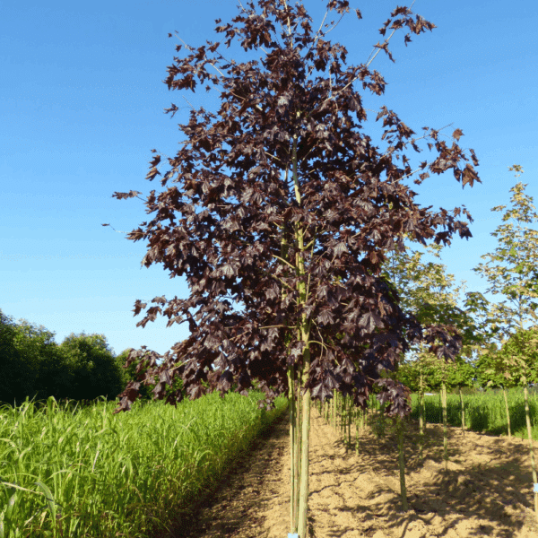 ACER platanoides 'Crimson King' – Image 4
