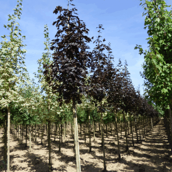 ACER platanoides 'Crimson King' – Image 3