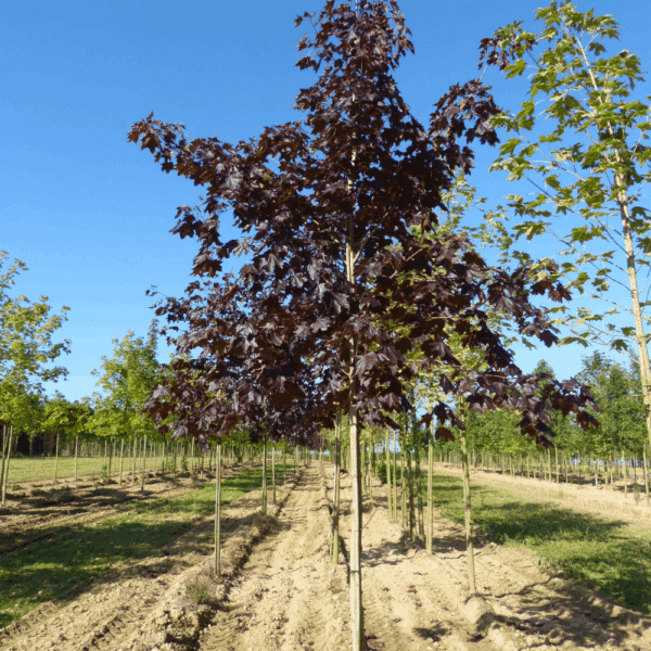 ACER platanoides 'Crimson King' – Image 2