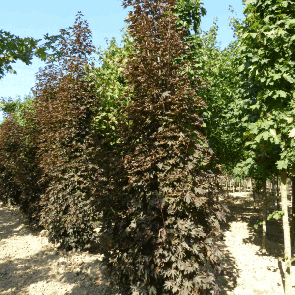 ACER platanoides 'Crimson Sentry' – Image 3
