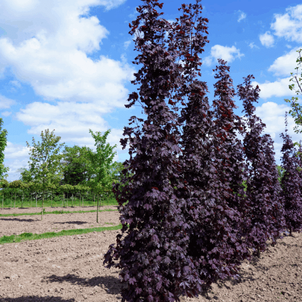 ACER platanoides 'Crimson Sentry' – Image 4