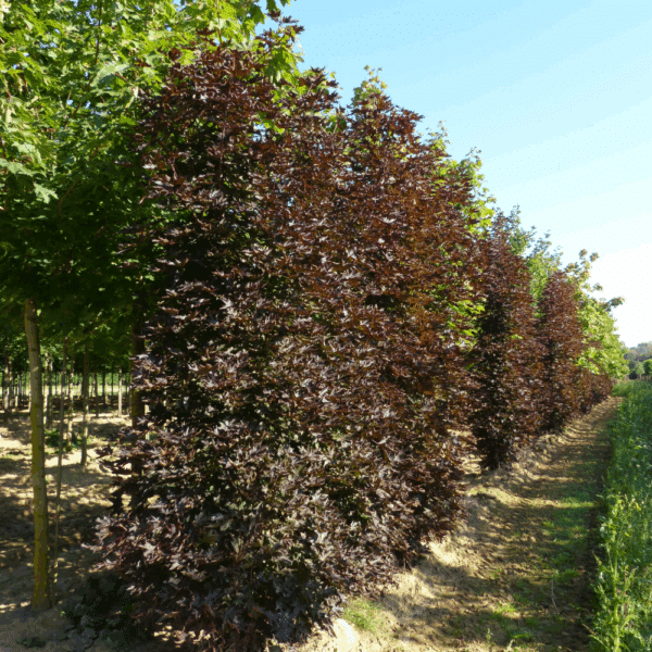 ACER platanoides 'Crimson Sentry' – Image 2