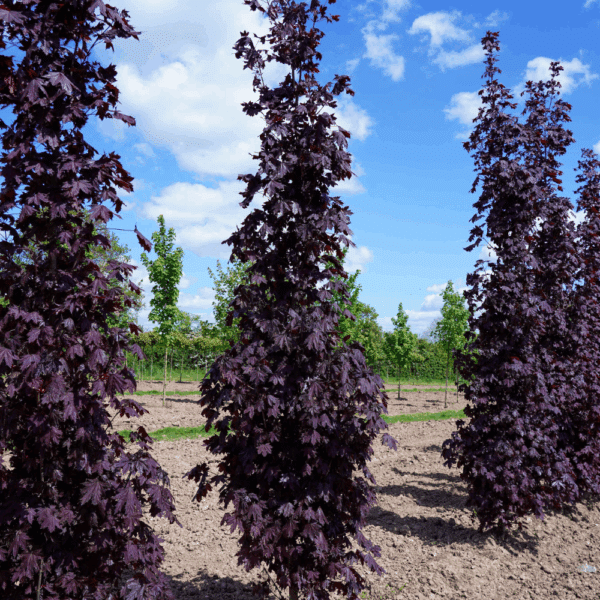 ACER platanoides 'Crimson Sentry' – Image 5