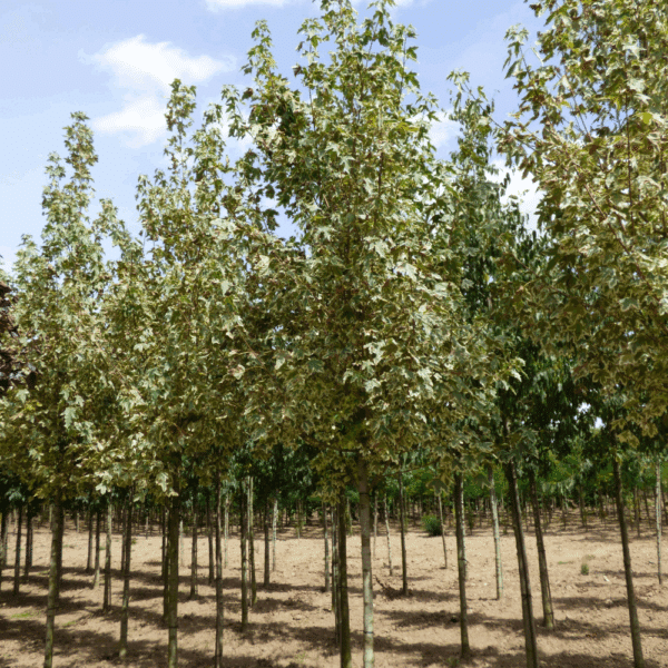 ACER platanoides 'Drummondii' – Image 4