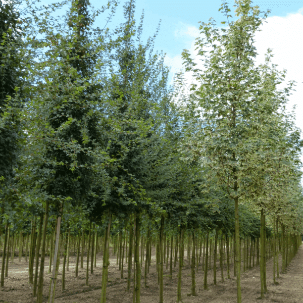 ACER platanoides 'Drummondii' – Image 6