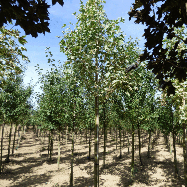 ACER platanoides 'Drummondii' – Image 5