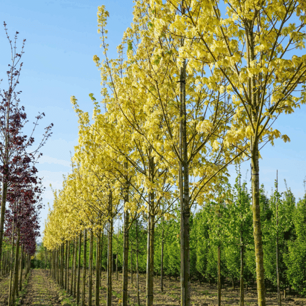 ACER platanoides 'Drummondii' – Image 3