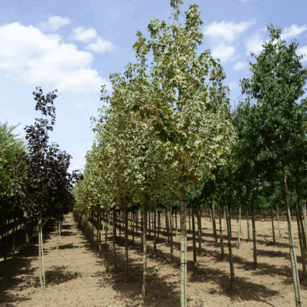 ACER platanoides 'Drummondii' – Image 7