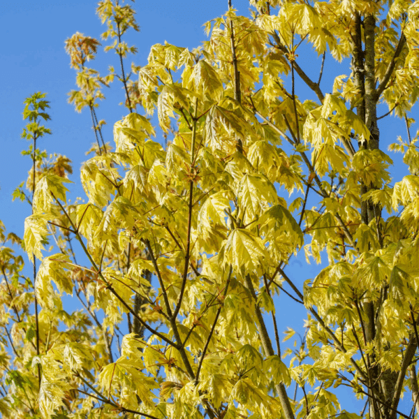 ACER platanoides 'Drummondii' – Image 2
