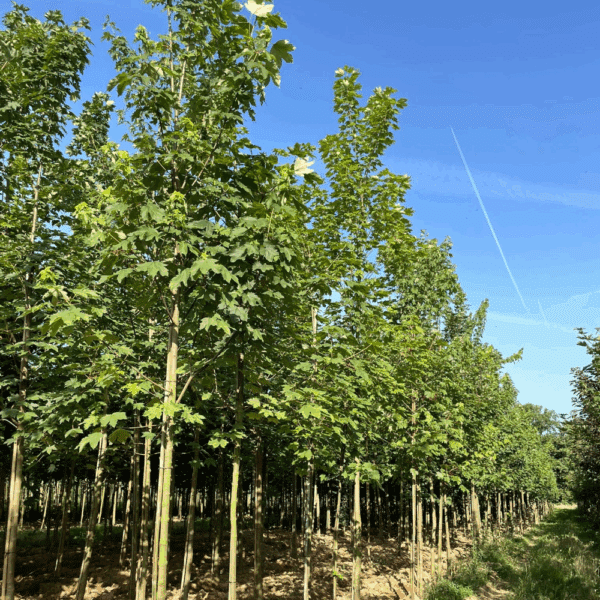 ACER pseudoplatanus – Image 2