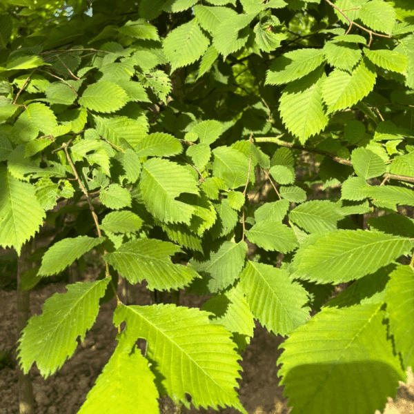 ACER pseudoplatanus – Image 3