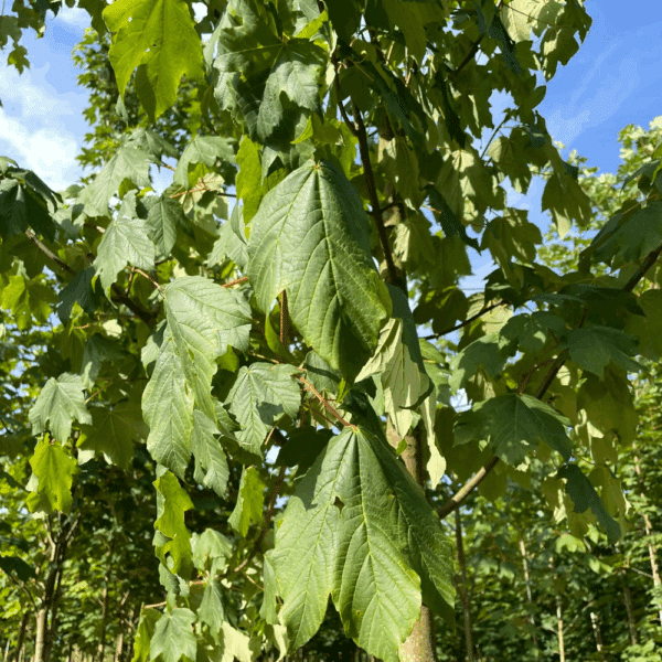 ACER pseudoplatanus – Image 6