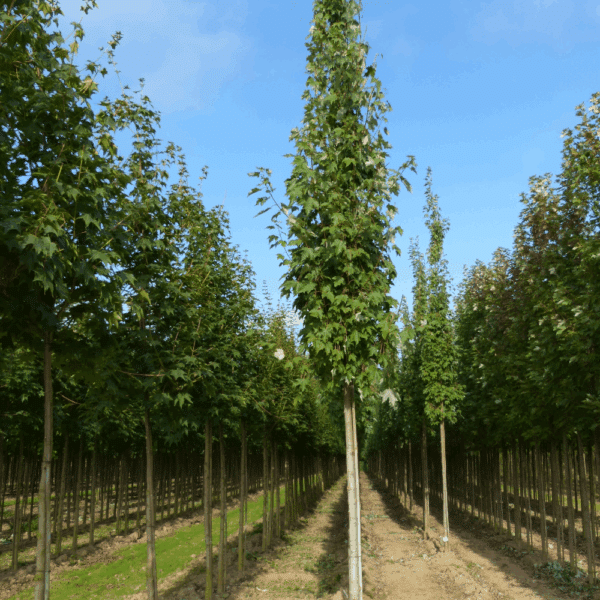 ACER x freemanii Armstrong – Image 4