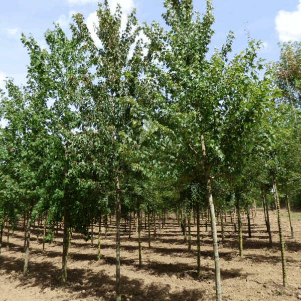 ACER x freemanii Armstrong – Image 3