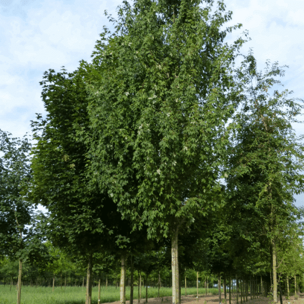 ACER x freemanii Armstrong – Image 2