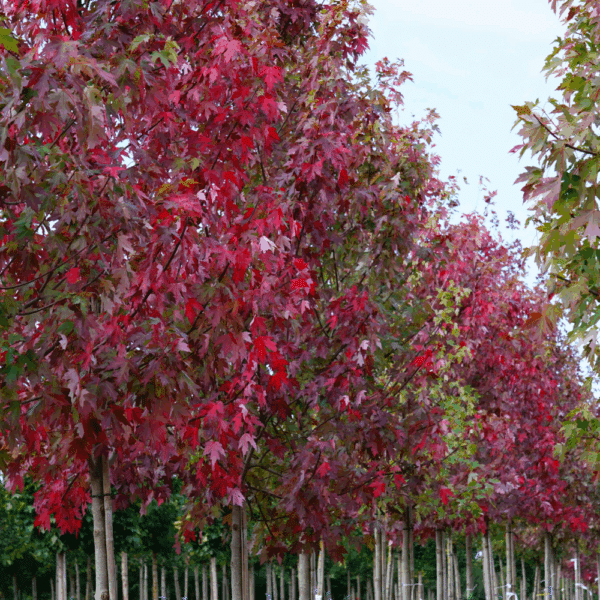 ACER x freemanii AUTUMN BLAZE® Jeffersred – Image 7