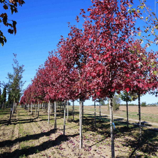 ACER x freemanii AUTUMN BLAZE® Jeffersred – Image 2