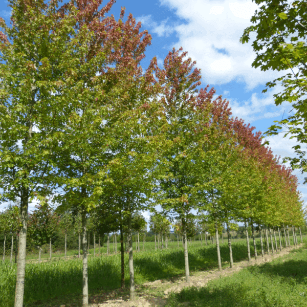 ACER x freemanii AUTUMN BLAZE® Jeffersred – Image 15