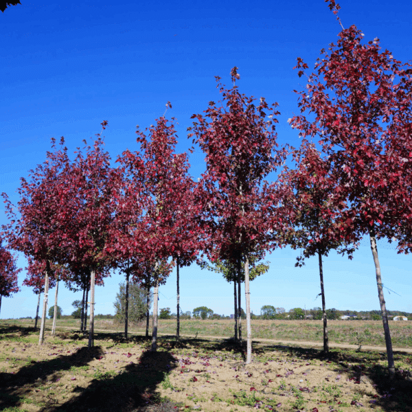 ACER x freemanii AUTUMN BLAZE® Jeffersred – Image 16