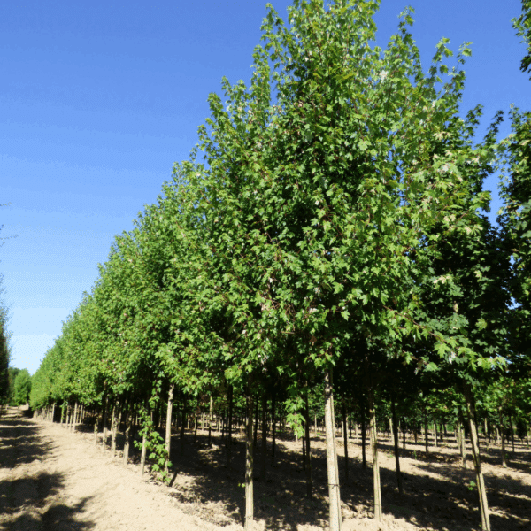 ACER x freemanii AUTUMN BLAZE® Jeffersred – Image 3