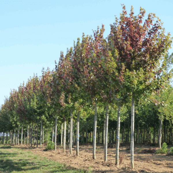 ACER x freemanii AUTUMN BLAZE® Jeffersred – Image 10