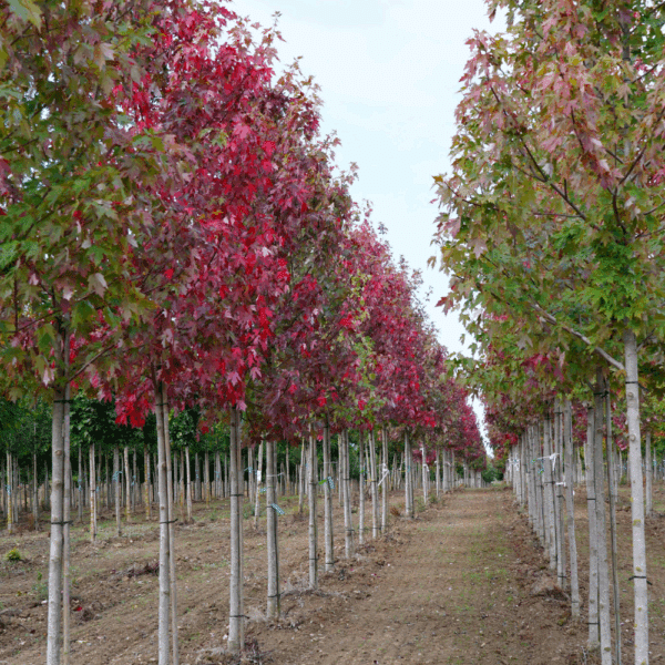 ACER x freemanii AUTUMN BLAZE® Jeffersred – Image 9