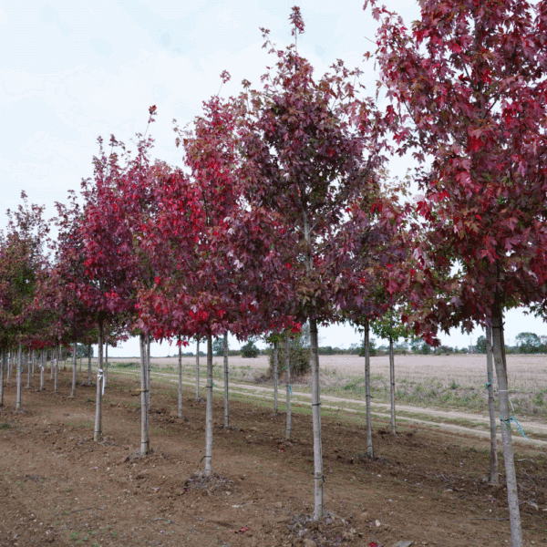 ACER x freemanii AUTUMN BLAZE® Jeffersred – Image 8