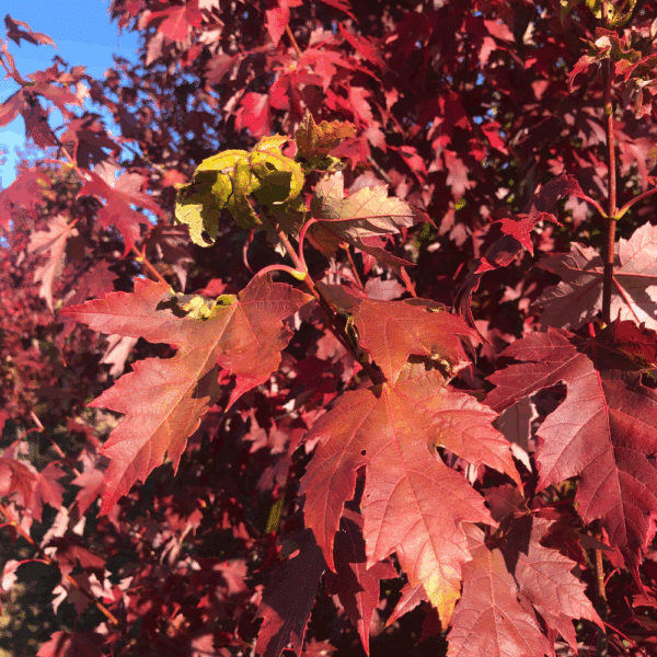 ACER x freemanii AUTUMN BLAZE® Jeffersred – Image 6