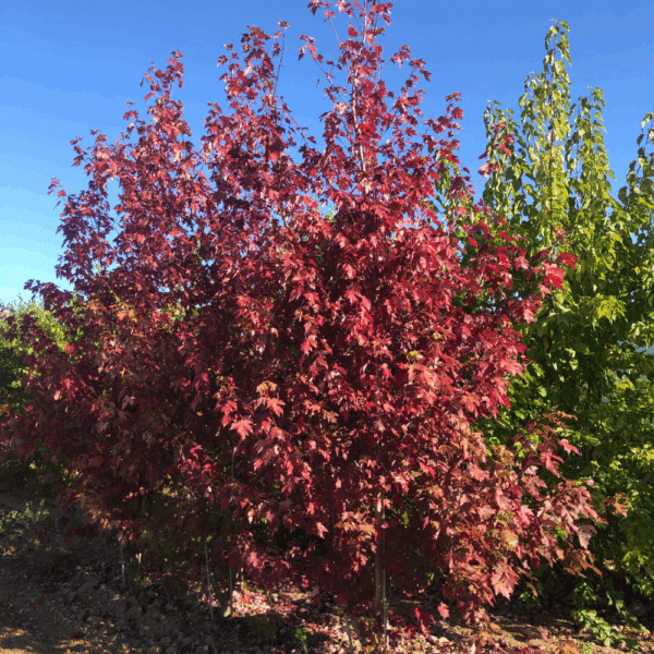 ACER x freemanii AUTUMN BLAZE® Jeffersred – Image 5