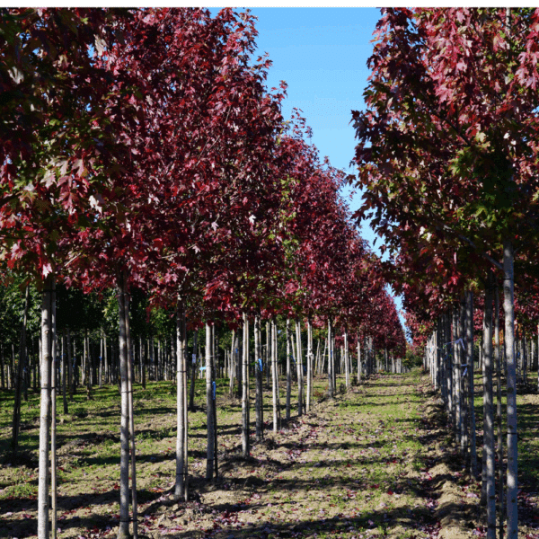 ACER x freemanii AUTUMN BLAZE® Jeffersred – Image 4