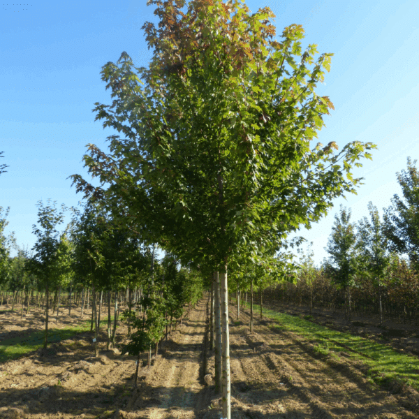 ACER x freemanii AUTUMN BLAZE® Jeffersred – Image 11
