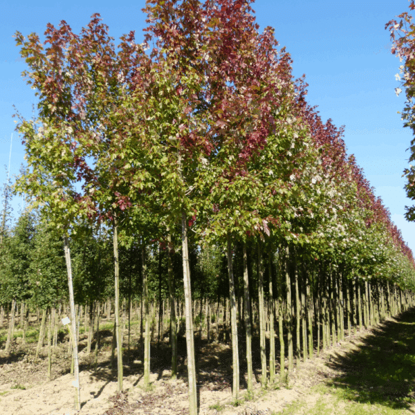 ACER x freemanii AUTUMN BLAZE® Jeffersred – Image 13