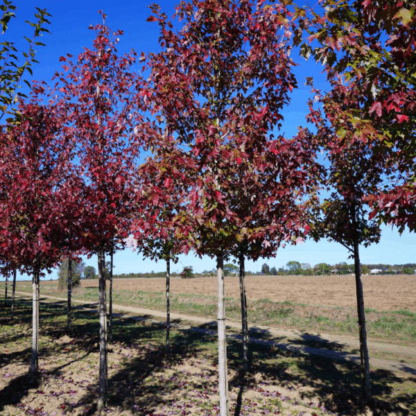 ACER x freemanii AUTUMN BLAZE® Jeffersred – Image 14