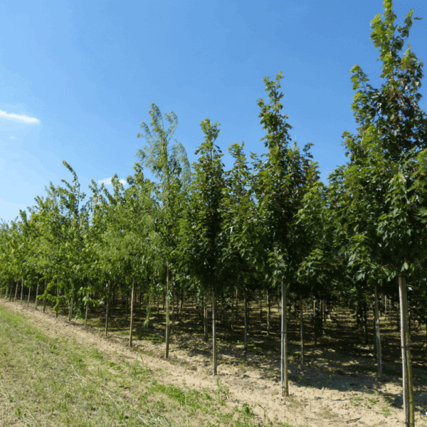 ACER x freemanii CELEBRATION® 'Celzam' – Image 5