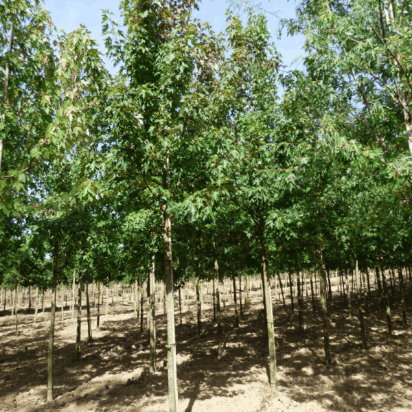 ACER x freemanii CELEBRATION® 'Celzam' – Image 3