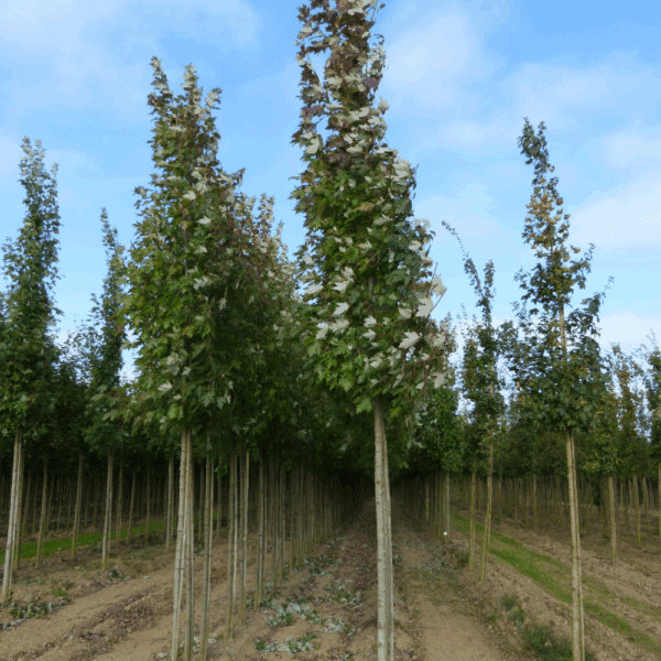 ACER x freemanii CELEBRATION® 'Celzam' – Image 2