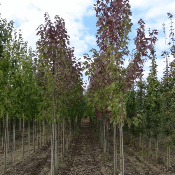 ACER x freemanii CELEBRATION® 'Celzam' – Image 4