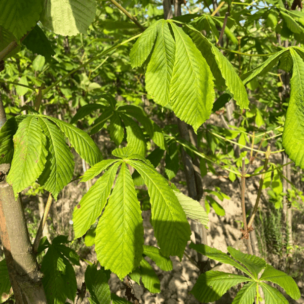 ACESCULUS hippocastanum – Image 4