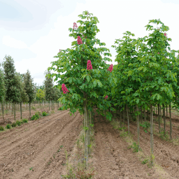 ACESCULUS x carnea 'Briotii' – Image 6